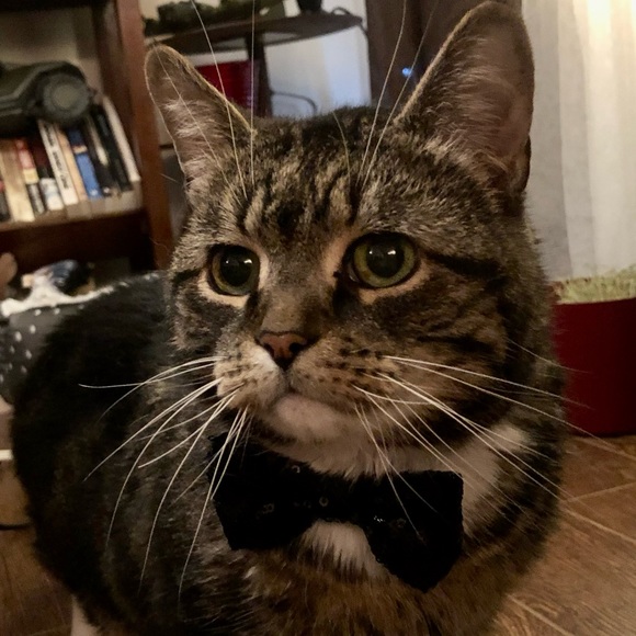 Meet your Posher, Wendy - Picture 2 of 2